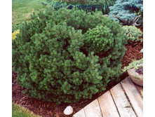 ����� mugo Mini Mops 15-20cm CCo4-27,17.jpg