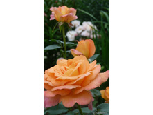 Seventh Heaven-10,80.jpg