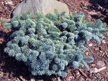 ����� procera Blaue Hexe 20-25cm C3-25,62.jpg