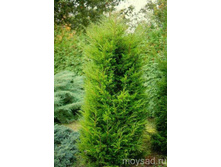 ������������ virginiana Canaertii 50-60�� �5-32,20.jpg