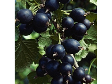 ������-���� ������ �����-161