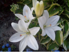 IMG 20150802 202941.jpg