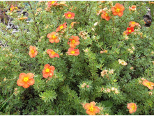 �������� ��������