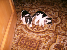 IMG 0120.JPG