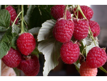 ������ ���� �������-130�.jpg