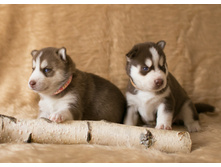 №4 ������� � №1 �������