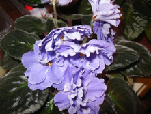 IMG 4524.JPG