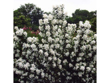 �������� ����������� ������-144