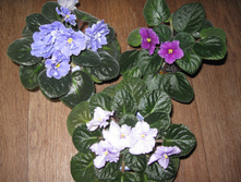 IMG 4514.JPG