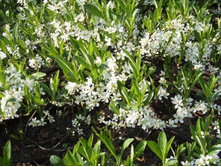 Prunus (�����) pumila depressa 20-30cm C3-10,76.jpg