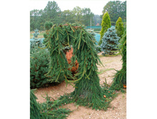 ��� omorika Pendula 40-50cm Co-5-35,62.JPG