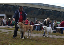 ������ ������