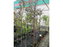 ���.��������1500