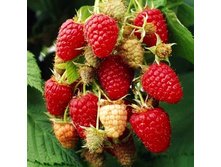 ������ ����������.-179