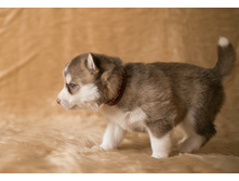 №2 �������