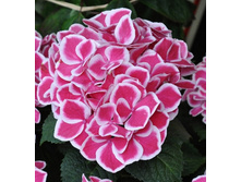 ��������� ��� ��� 207�