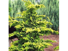 ����������� obtusa Fernspray Gold 20-25cm C3-15,53.jpg