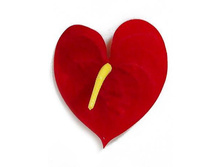 40/0817� �������� ���. �������