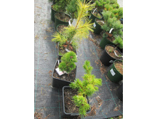 �.������ ����1300-�.����.������ ������� 1200-�.����.�����1600