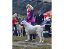 ������ ������