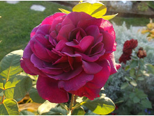 ��� ����