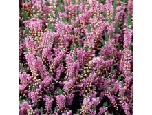 Calluna Heidesinfonie-1,75