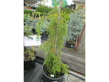 ����� ��������� ������� 2500