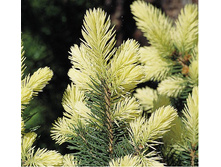 ��� pungens Albospica 25-30cm Co-3-32,84.jpg