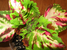 IMG 4528.JPG