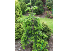 ����� veitchi Pendula 50-60cm Co-7-38,36.jpg