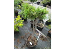 �.������ �������� ���������� 3200