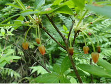 �������� ferruginea 30-40cm C5-23,46.jpg