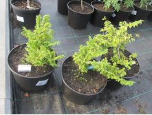 ��� ������ ����� 380