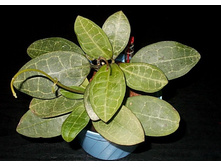 Hoya elliptica ���� ���������- ������ �������� ��������