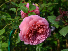 DSC 0934.JPG
