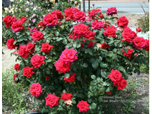 National Trust-10,80.jpg