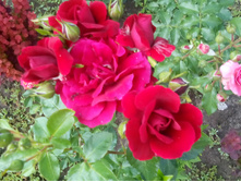 IMG 20150627 131720.jpg