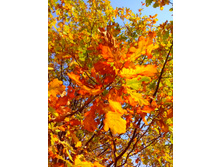 IMG 20150923 125826.jpg