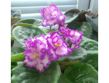 Lion's Pirate's Treasure