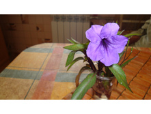 ������� Brittoniana(���������.�������� ������)