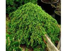 ������������ com. Corielagan 15-20cm C2/3-11,76.jpg