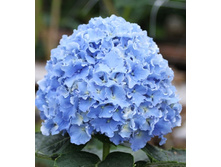 ��������� ����� -251