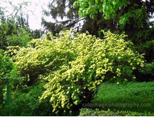 Canary Bird ��� �����.jpg