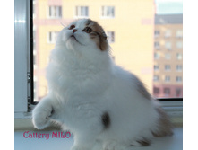 2015-08-16 17-11-14 — �����.JPG