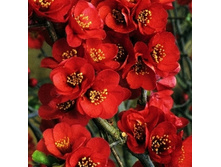 ���� ������-138