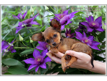 2 ������