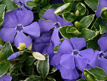 �������� ������� ���������-120