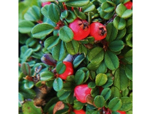 ��������� ������� ������� ���������-131