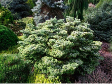 ����� veitchii Heddergott 20-25cm Co-3-21,95.jpg