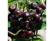 ������ ������������ ������-136